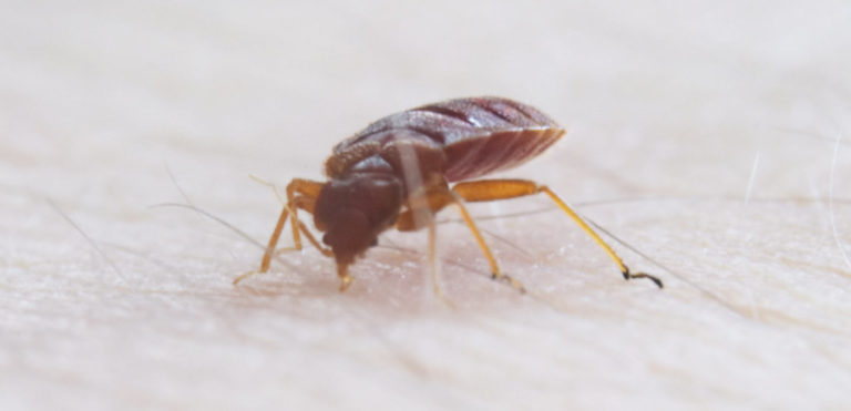 Should you consider calling professional pest control? Find here!