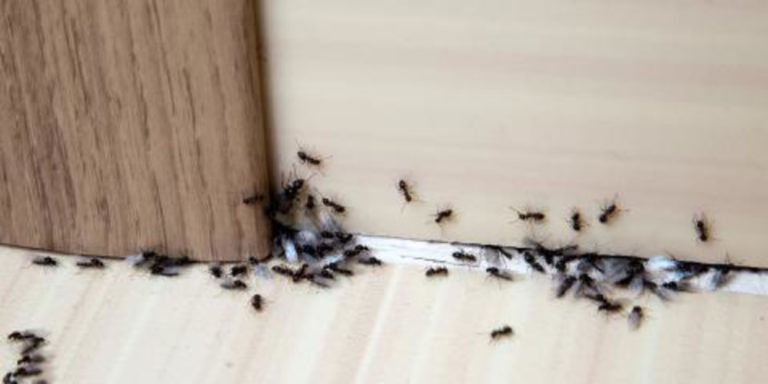 6 Pro Tips for Controlling and Preventing Ants at Home