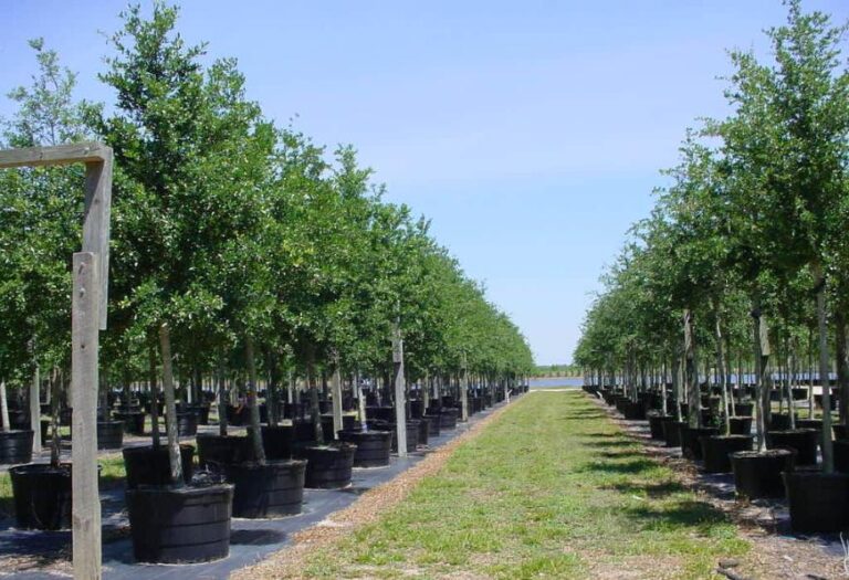The Benefits Of Planting A Monterrey Oak Tree For Your Landscaping Project